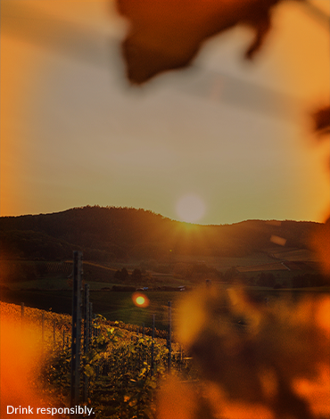 Winemaker's Suggestions - A selection for Autumn days