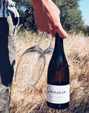 2021 Odassia Alvarinho branco - Fresco e mineral com um equilíbrio perfeito