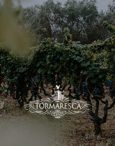 Tormaresca | Tenuta Carrubo - A elegância e complexidade da casta Primitivo